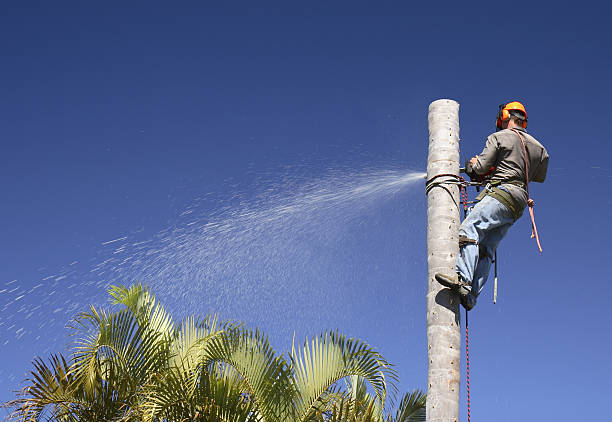  , USA Tree Services Pros